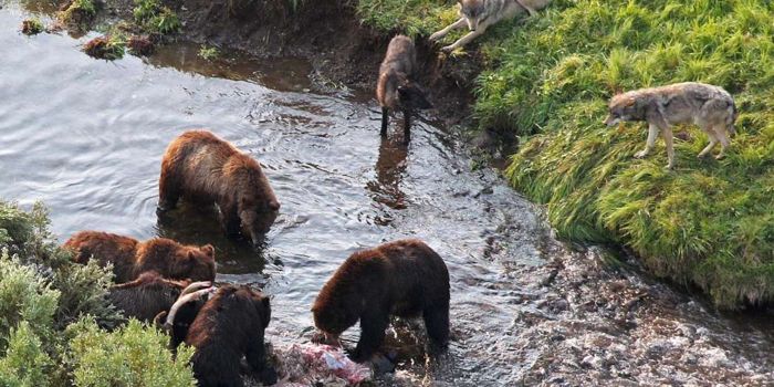 Wolves Who Compete With Brown Bears for Food Eat Less