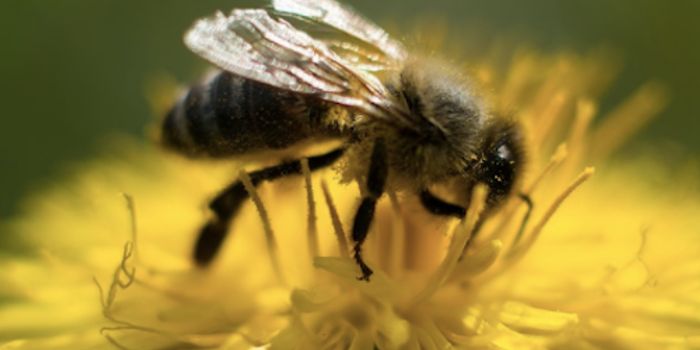 Gut Bacteria in Bees Share Resistance Genes