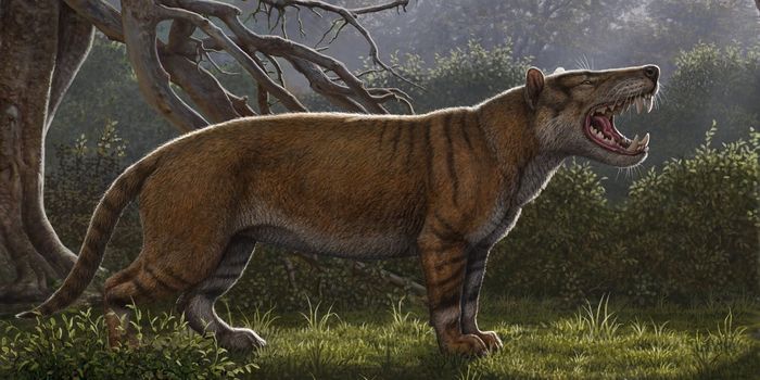 Bones of Ancient Lion-Like Hypercarnivore Discovered