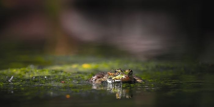 These Frogs Freeze Solid and Thaw Out Several Months Later