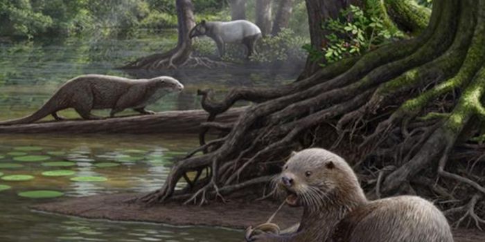 Newly Discovered Otter Skull Fossils From China Are Simply Massive