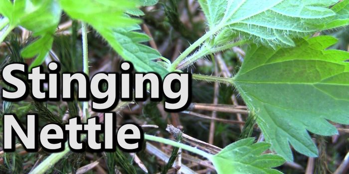 The Medicinal Benefits of Stinging Nettle
