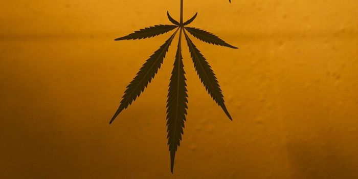 Does Cannabis Interact with the COVID Vaccine?