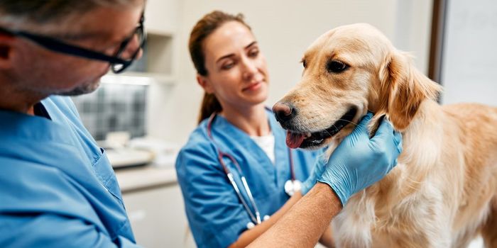 Unlocking the Power of MIC in Veterinary Medicine