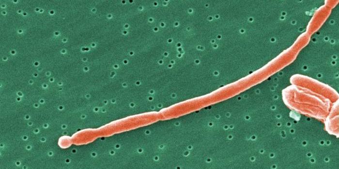 Scientists Learn Why UTIs Can Cause Lasting Pain