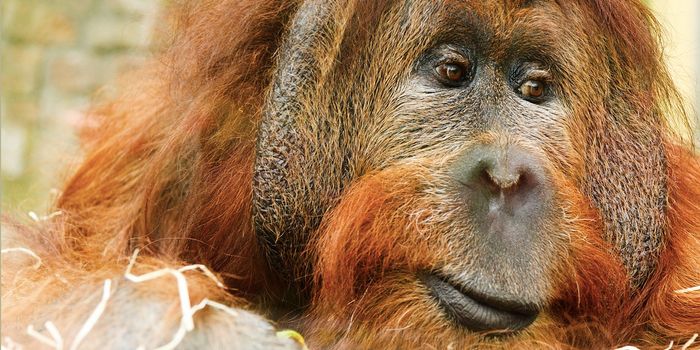 Detangling the Mystery of Hair Loss in Animals