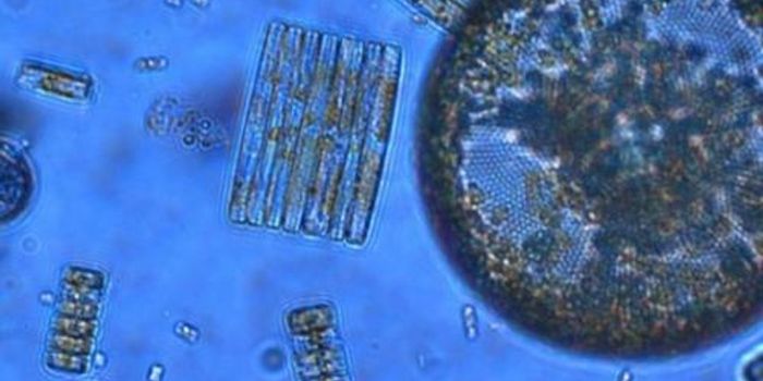 Critical Biological Process is Altered by Ocean Acidification