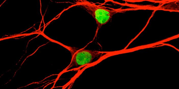 Magnetic Material Attracts Attention for Cancer Therapy