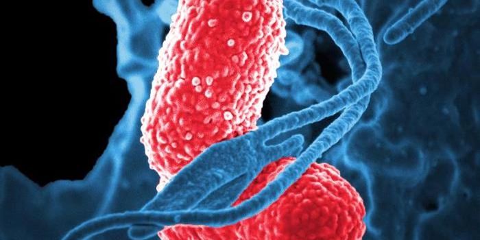 How a Nutrient Can Aid in Infection Prevention