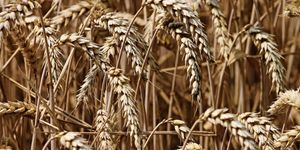 Good Microbes Can Help Plants Withstand Heat