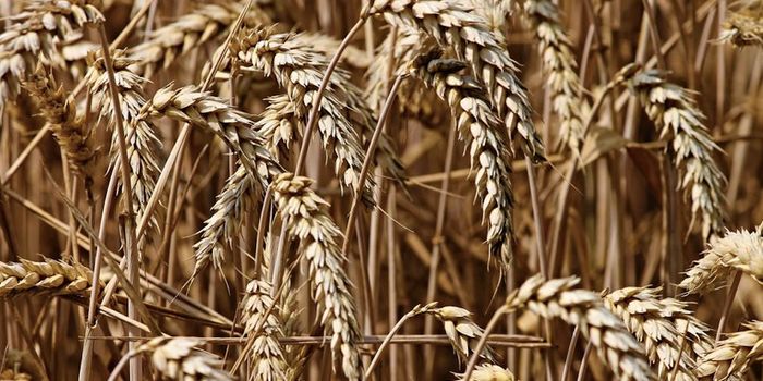 Good Microbes Can Help Plants Withstand Heat