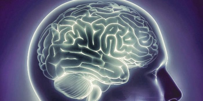 What Does It Take to Make a Memory? Study Says New Proteins