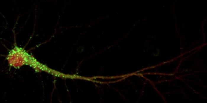 A New Look at Messenger RNA