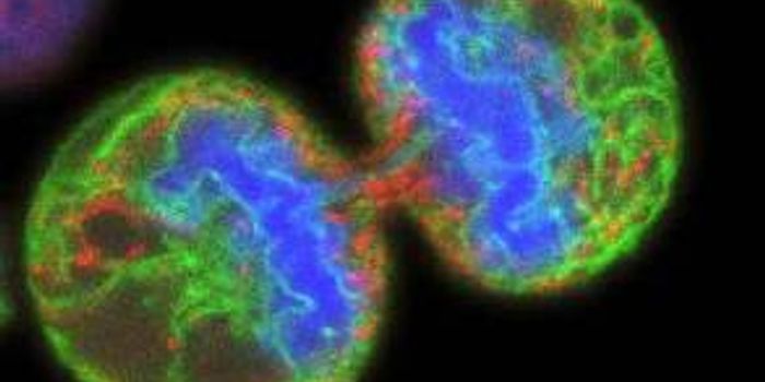 Oldest Woman on Earth Helps Reveal the Secrets of Life and Death 