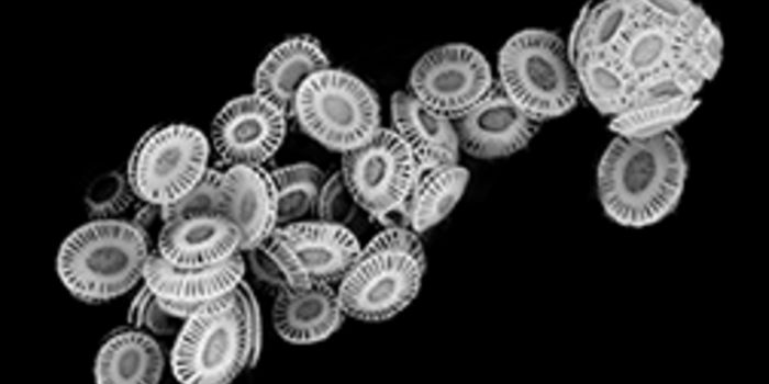 Algae-Produced Chalk Plates Could Impact Ocean Life and the Earth's Carbon Cycle