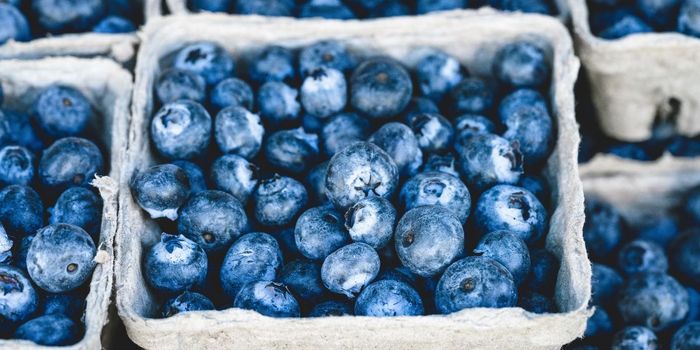 178g Blueberries Per Day Boosts Memory, Reduces Blood Pressure