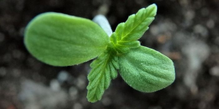 How Does Cannabis Affect the Liver?