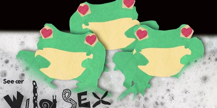 The Bizarre Sex Life of Female Foam-Nesting Tree Frogs
