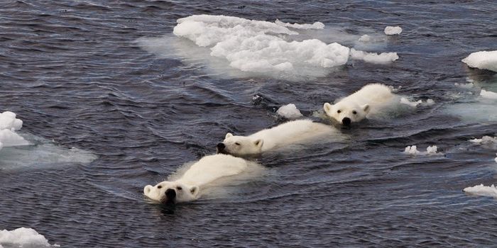 International Polar Bear Day is celebrated every February 27th to raise awareness about the conservation status of the polar bear.