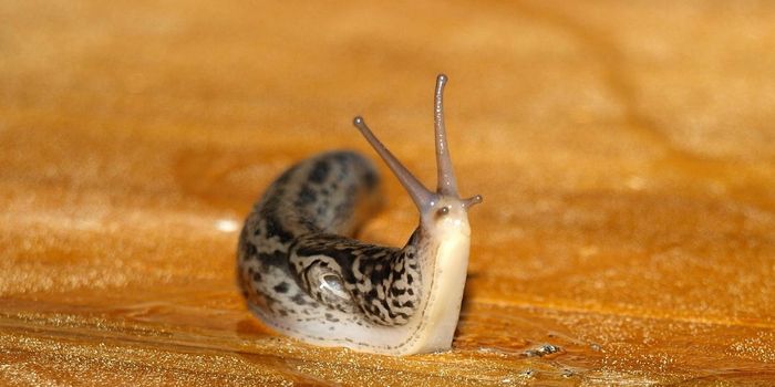 A Slug Does All it Can to Defend Against Hungry Ants