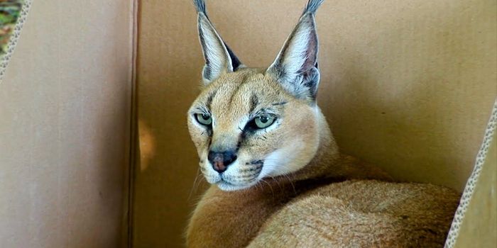 Even Big Cats Will Play in Cardboard Boxes