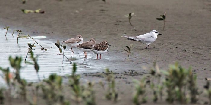 Three-fourths of migratory birds in the Pacific threatened by overhunting