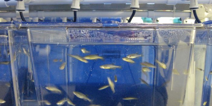 New Gene is Implicated in a Rare Cancer