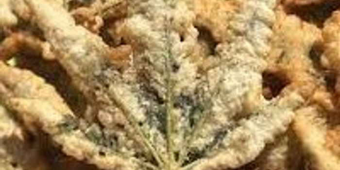 Deep Fried Cannabis?