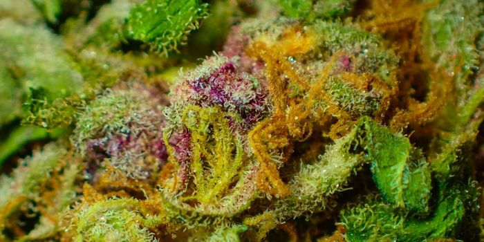 Cannabis Almost 25% Stronger Now than 50 Years Ago