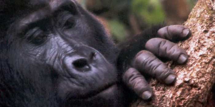 Lightning Strike Kills Four Endangered Mountain Gorillas in Uganda