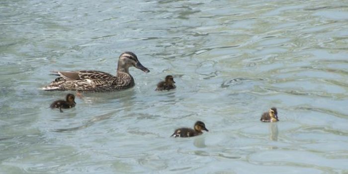 The Smell of Home: Insights Into Scent Imprinting