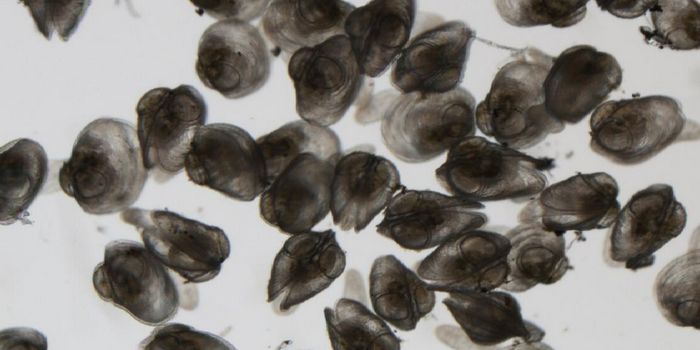 Invasive, Golden Mussels are Found in North America for the First Time