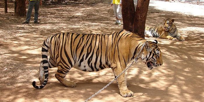 TripAdvisor bans sales for wild animal attractions