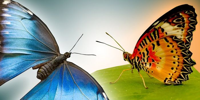 Butterfly flight in ultra slow motion