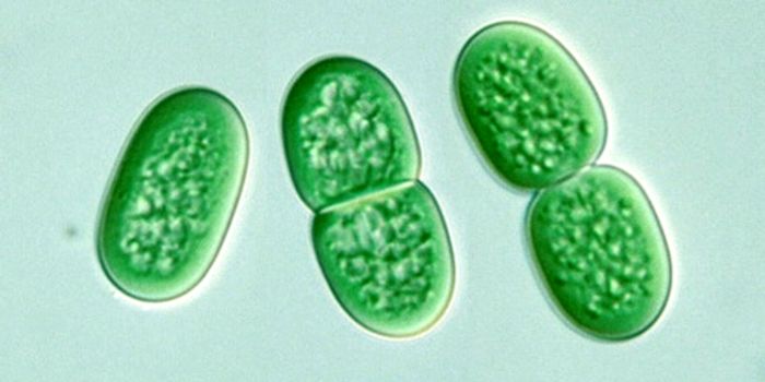 Cell Division: Z Marks the Spot