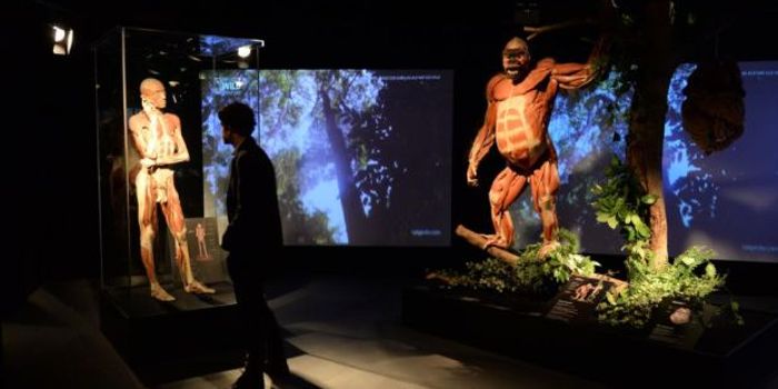 Looking Inside The Beasts