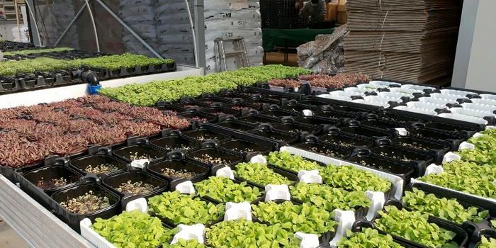 Customized Microgreens: A Breakthrough in Personalized Nutrition