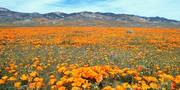 Southern California Super Bloom Causes Chaos