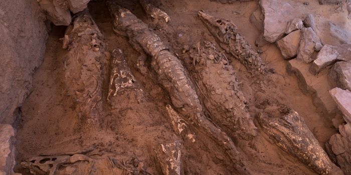 In a While Crocodile: An Amazing Cache of Mummified Crocodiles Discovered in Egypt
