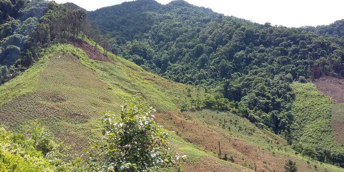 Clearance of Southeast Asian Forests is Accelerating