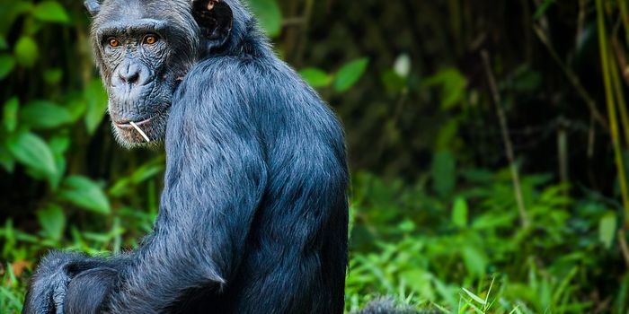 Great ape genomes closer to human tumors than human genomes