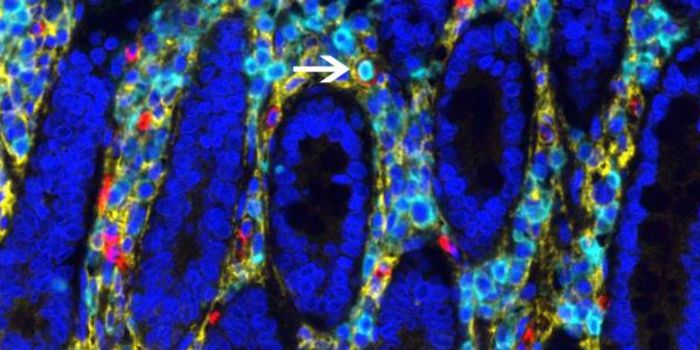 Researchers Surprised to Find a Reservoir of Blood Stem Cells in the Gut