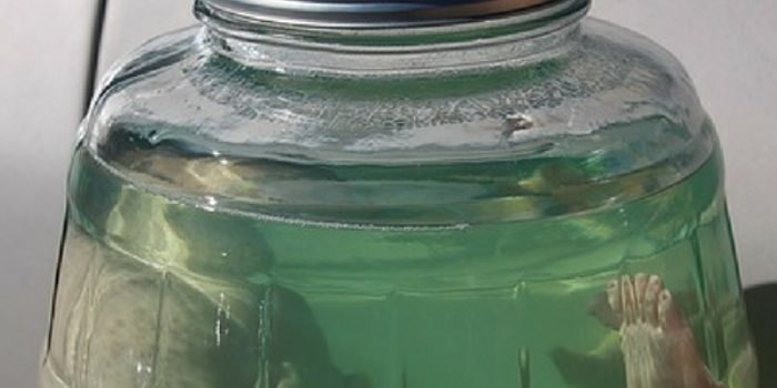 Preserving the Brain and Memories: Is This for Real?