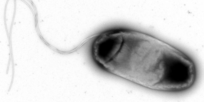 Can bacteria become resistant to the immune system?