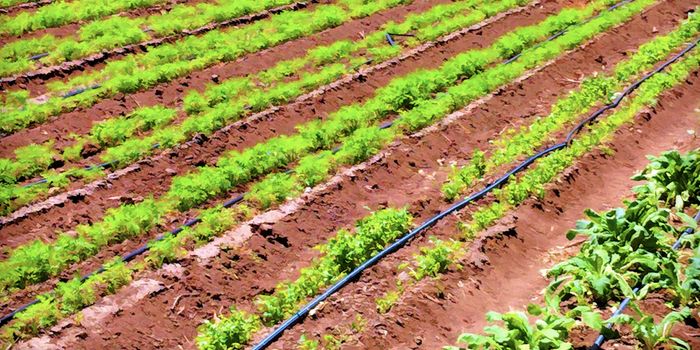 Common Pesticide May Lead to Weight Gain