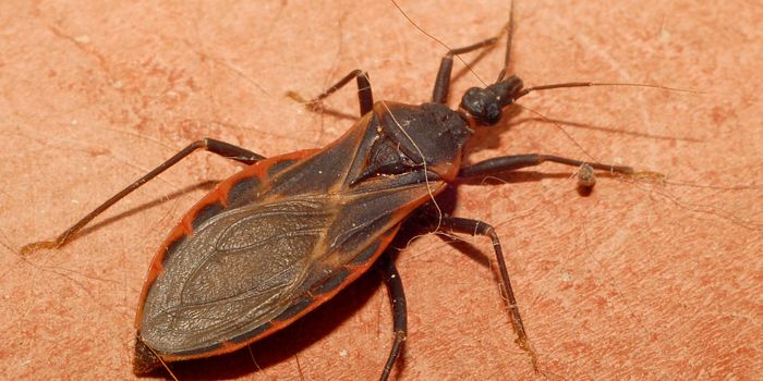 Enzyme Pathway Mediates Immune Response to Chagas Disease