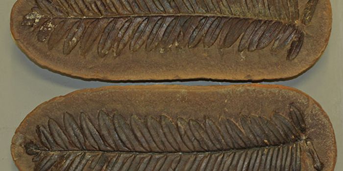 New proxy discovered sheds light on ancient climate history