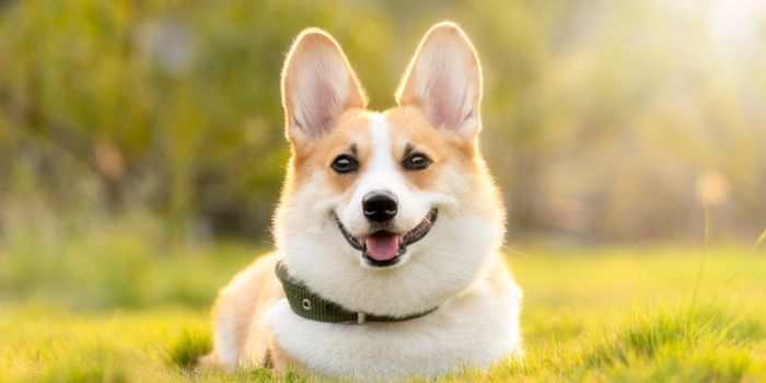 Most Dogs Still Carry Some Wolf DNA