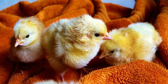 Chickens Are Smarter Than You Think