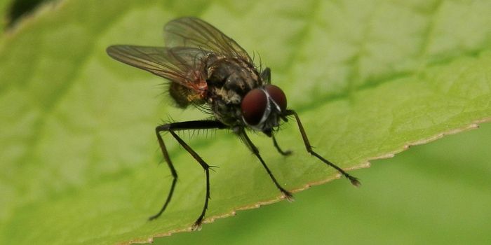 Insects & Spiders Seem to Carry & Spread Antibiotic Resistance